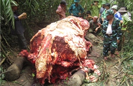 Quảng Bình tiêu hủy voi rừng bị giết 